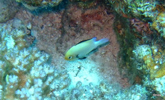 Dascyllus marginatus