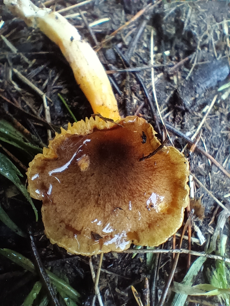 Hygrophorus hypothejus · December 2025 · photo: © considerthelilies (iNaturalist, cc-by)