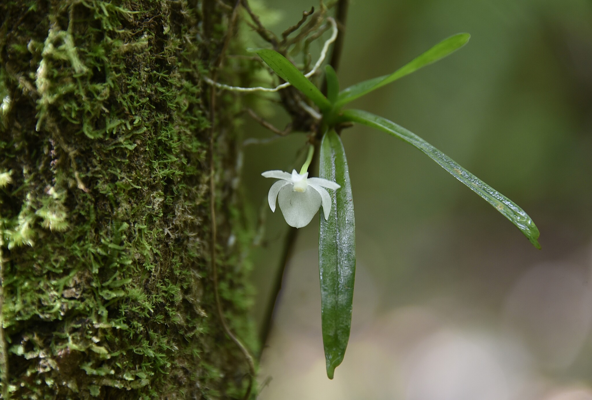 Angraecum cucullatum Thouars 2