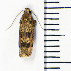 Anisoplaca cosmia
