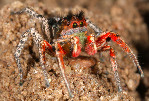 Habronattus americanus