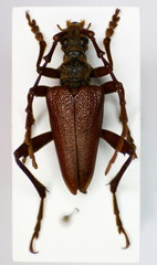 Akimerus schaefferi
