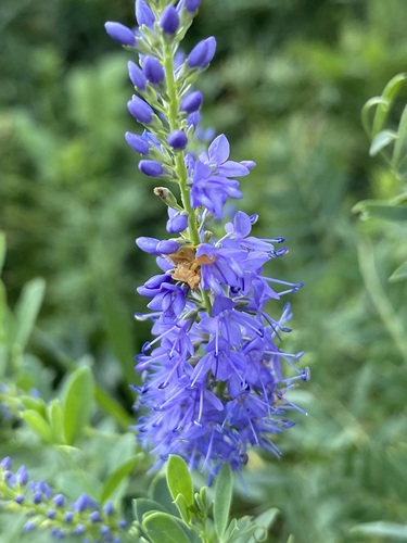Bastard Speedwell (Veronica spuria)