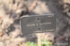 Salvia superba
