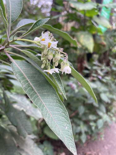 Solanum pubigerum, photograph 3