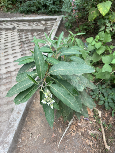Solanum pubigerum, photograph 4