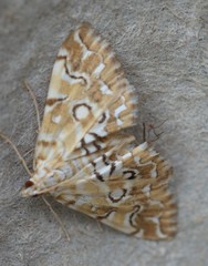 Elophila icciusalis