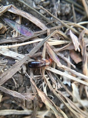 Euborellia annulipes