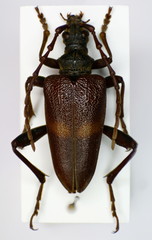 Akimerus schaefferi
