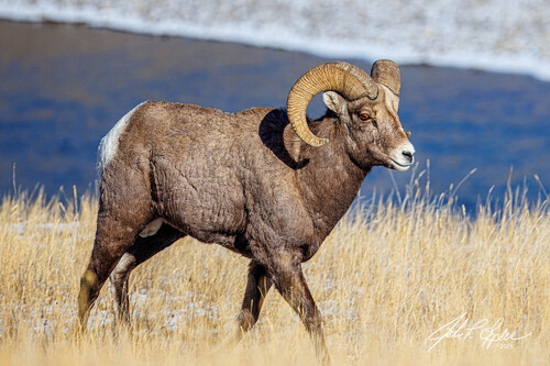 Rocky Mountain Bighorn Sheep photographed in Montana