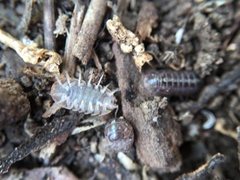 Armadillidium vulgare