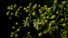 Zanthoxylum petiolare