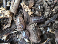 Armadillidium vulgare