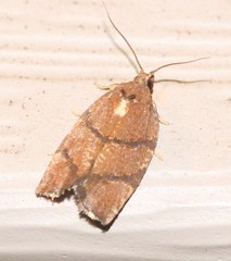 Argyrotaenia juglandana