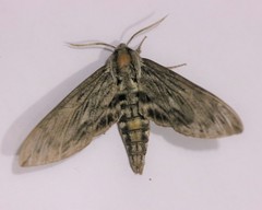 Sphinx canadensis