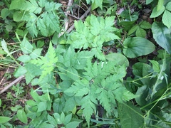 Osmorhiza depauperata