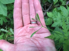 Osmorhiza depauperata