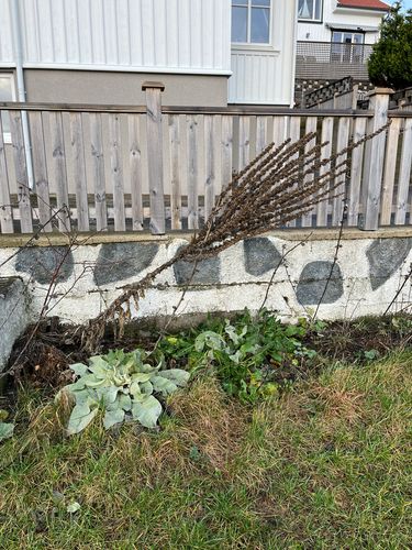 showy mullein (Verbascum speciosum)