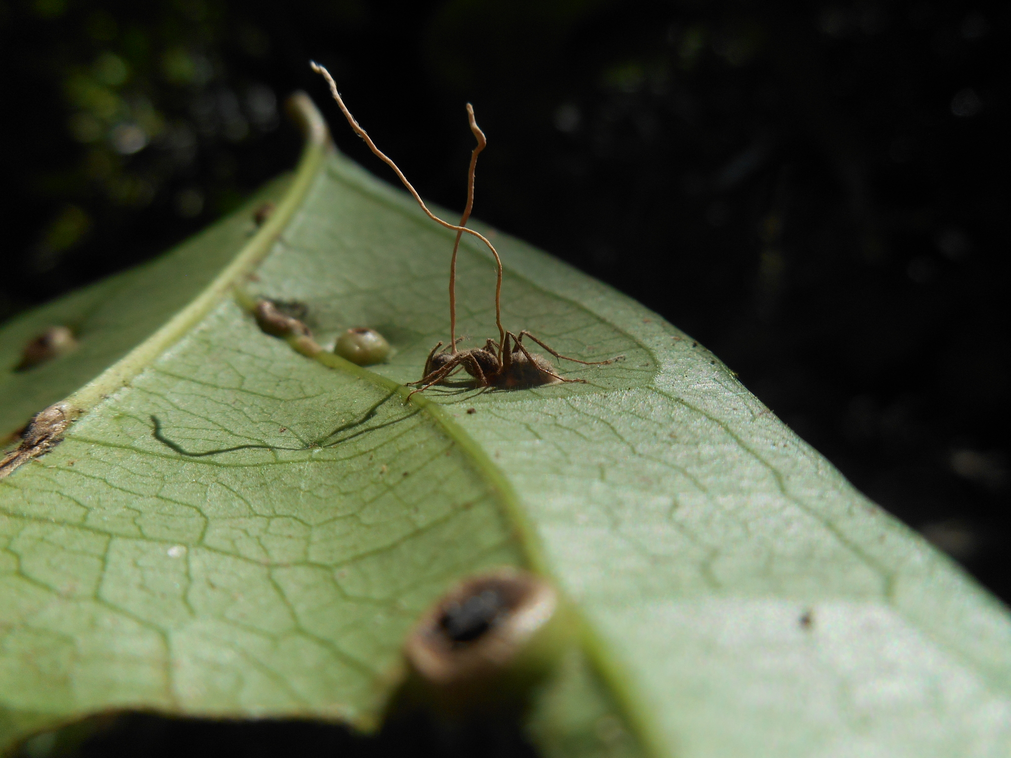 Ophiocordyceps unilateralis · iNaturalist Mexico