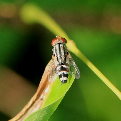 Miltogramma taeniata