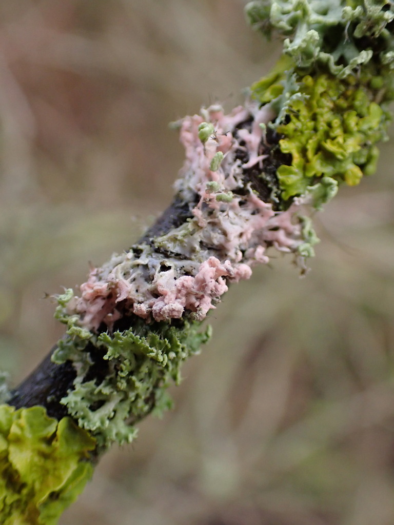 Laetisaria lichenicola · December 2025 · photo: © jlisby (iNaturalist, cc0)