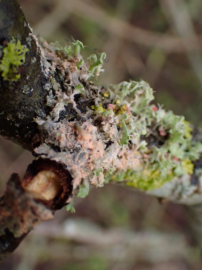 Erythricium aurantiacum · December 2025 · photo: © jlisby (iNaturalist, cc0)
