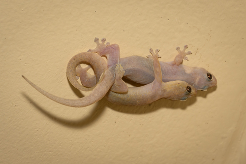 Common Four-clawed Gecko