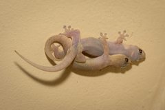Stump-Toed Gecko photo 5