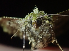 Chloroclydon rinodaria