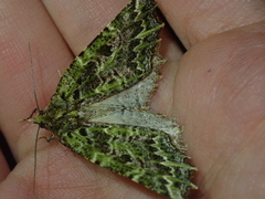 Chloroclydon rinodaria