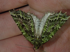 Chloroclydon rinodaria