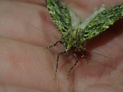 Chloroclydon rinodaria