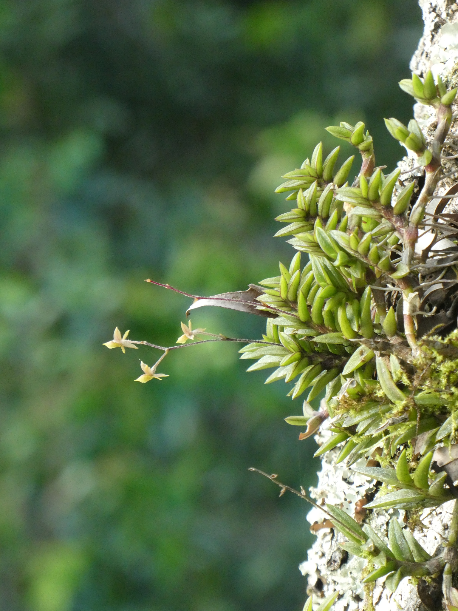 Epidendrum microphyllum Lindl.