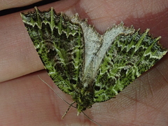 Chloroclydon rinodaria