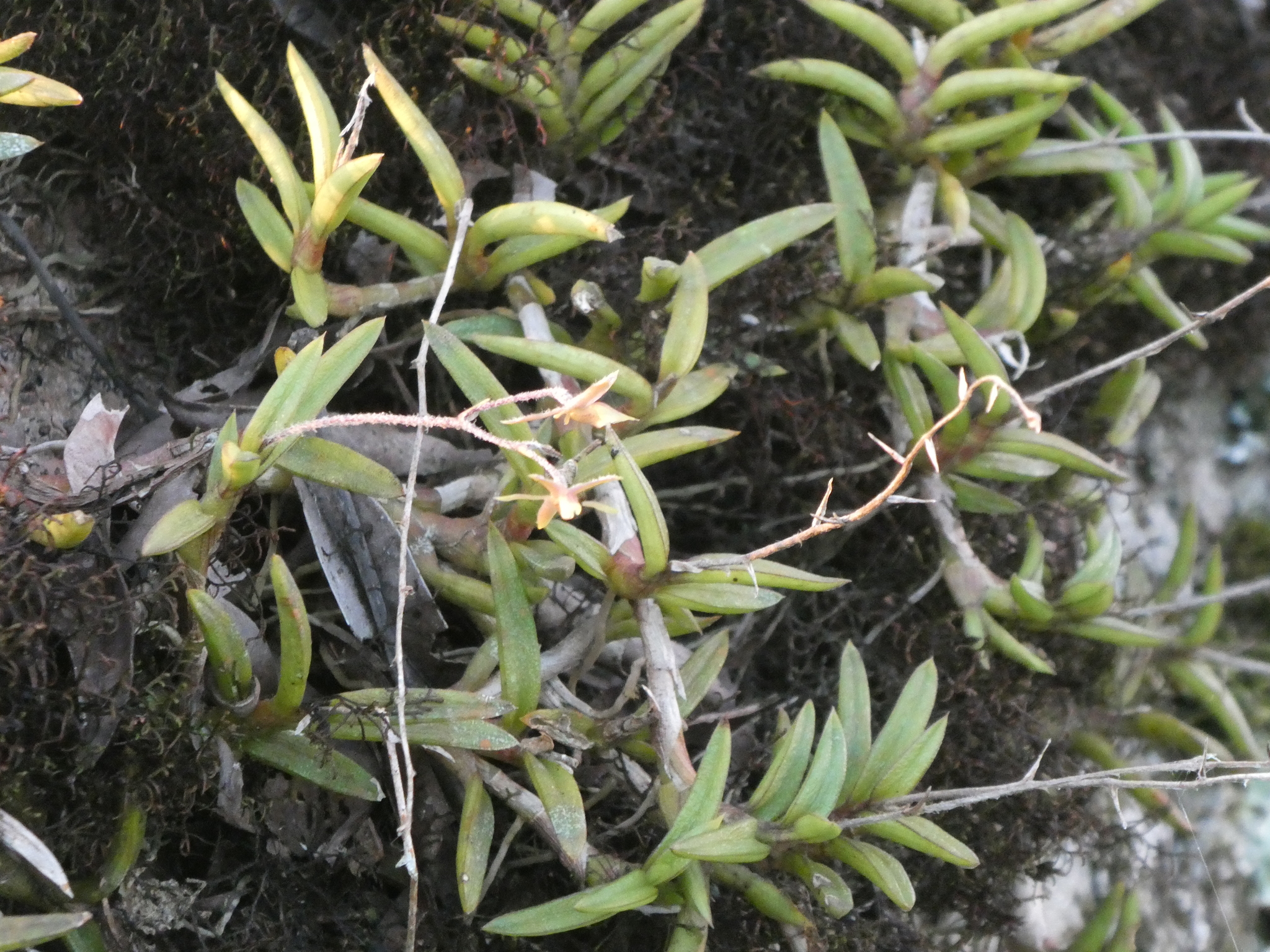 Epidendrum microphyllum Lindl. 2