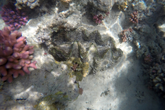 Tridacna squamosina