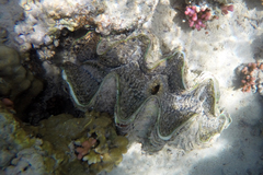 Tridacna squamosina