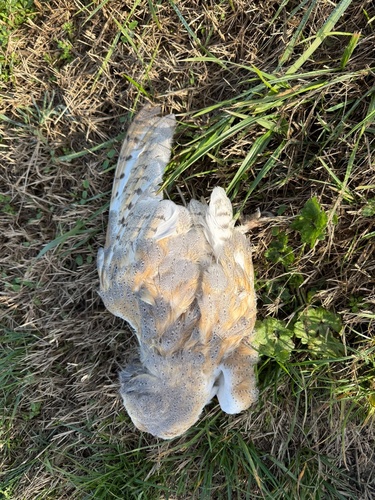 View observation of {o.common_name} on iNaturalist