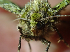 Chloroclydon rinodaria