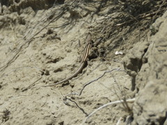 Liolaemus gracilis