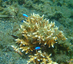 Pomacentrus auriventris