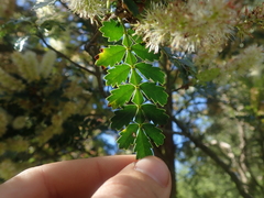 Weinmannia trichosperma