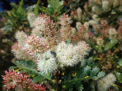 Weinmannia trichosperma