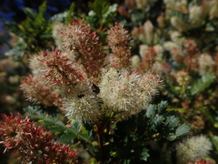 Weinmannia trichosperma