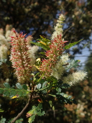 Weinmannia trichosperma