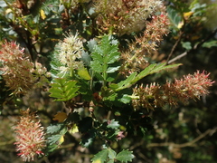 Weinmannia trichosperma