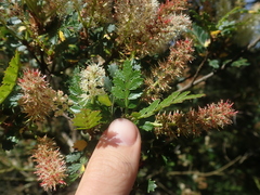 Weinmannia trichosperma