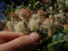 Weinmannia trichosperma