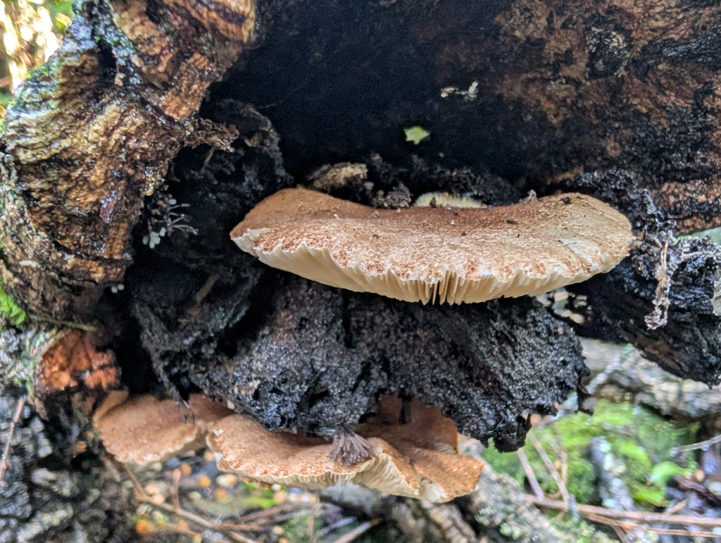 Crepidotus calolepis · December 2025 · photo: © pmgaspar (iNaturalist, cc-by)