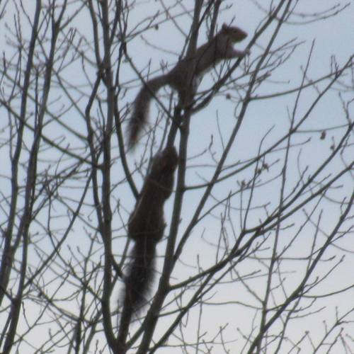 Eastern Gray Squirrel